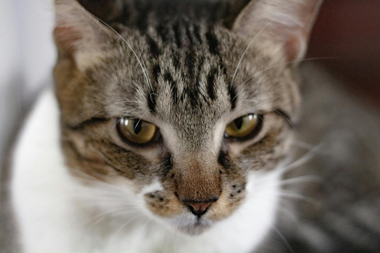 Can Domestic Cats Survive Outside? The Shocking Truth Every Cat Owner Needs to Know! 1 Indoor Cat0 1