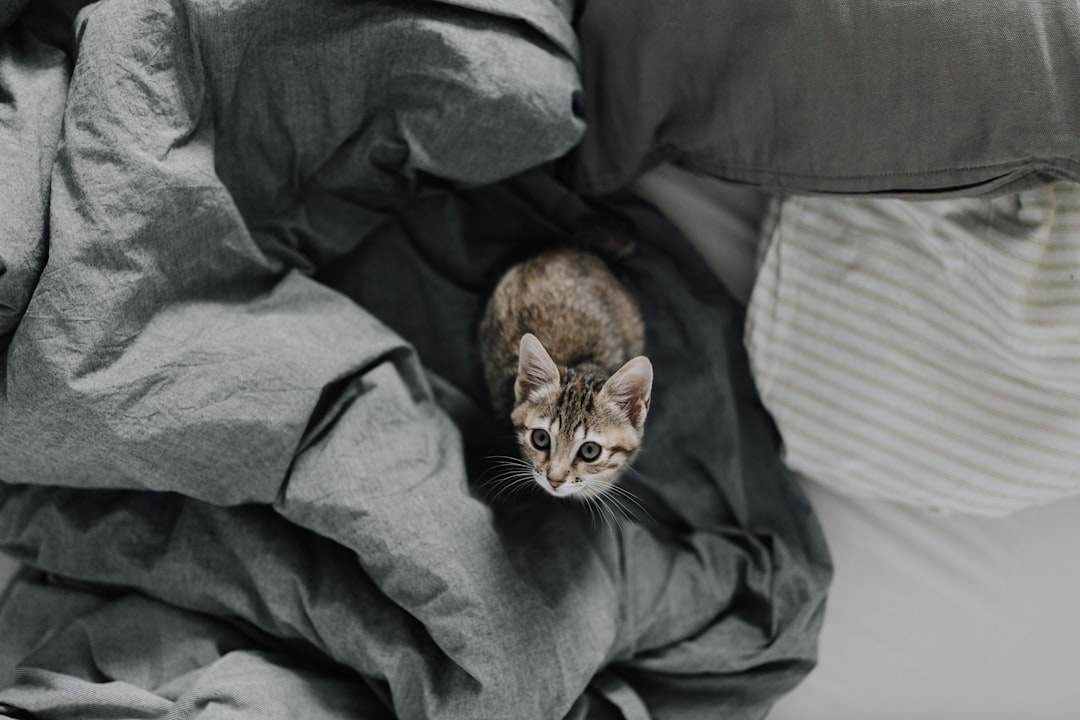 Can Domestic Cats Live Outside Exploring the Feline Outdoor Life 1 Feature image for Can Domestic Cats Live Outside Exploring the Feline Outdoor Life