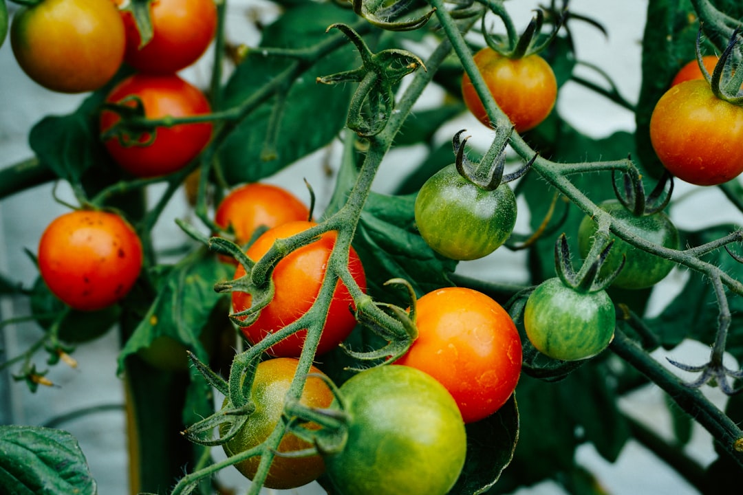 Mastering How to Grow Tomatoes for a Bountiful Harvest Every Time 1 Feature image for Mastering How to Grow Tomatoes for a Bountiful Harvest Every Time
